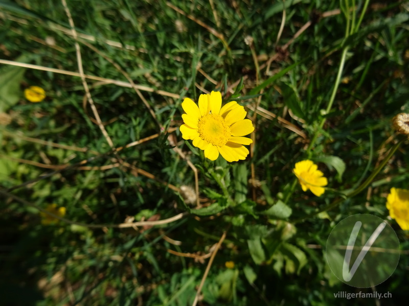 Kranzwucherblume: Übersicht